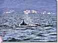 Puerto Vallarta - Wale