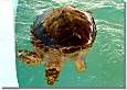 Meeresschildkröten in Mexiko