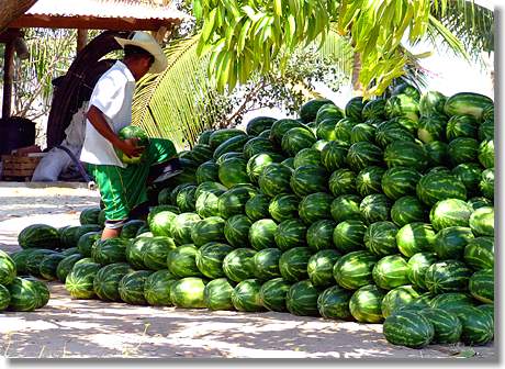 Umkreissuche: Wassermelonen in Mexiko