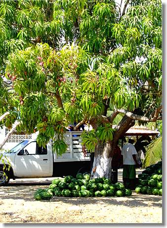 Umkreissuche: Mangobaum und Wassermelonen